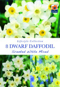 Narcissi - Scented White Mixed - 8 Pack
