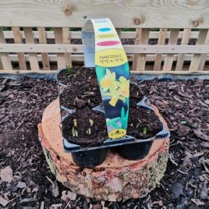 Narcissi Tête-A-Tête 6 Pack
