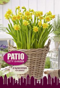 Narcissi Tete Bouclé 12 Bulb Pack