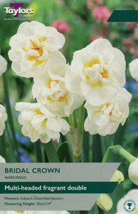 Narcissus - Bridal Crown - 6 Pack
