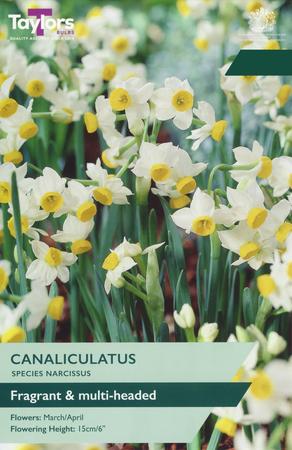 Narcissus - Canaliculatus - 20 Bulb Pack