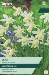 Narcissus - Elka - 8 Bulb Pack