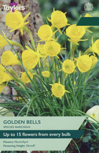 Narcissus - Golden Bells - 8 Bulb Pack