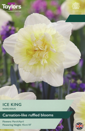 Narcissus - Ice King - 5 Bulb Pack