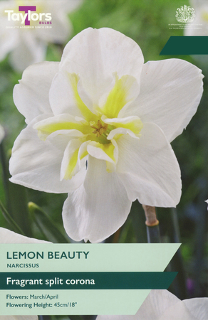 Narcissus - Lemon Beauty - 5 Bulb Pack