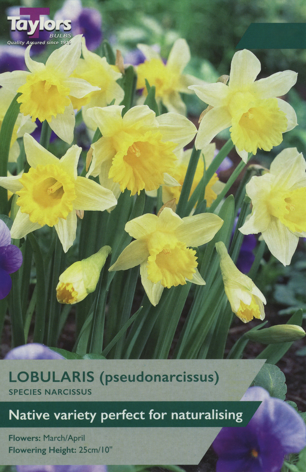 Narcissus Lobularis 5 Bulb Pack Horticentre Your Family Run