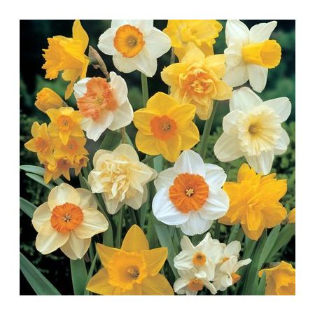 Narcissus Mixed Colours - Ideal For Naturalising - 5Kg