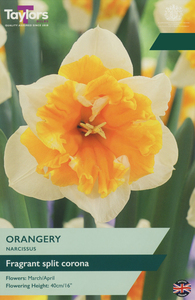 Narcissus - Orangery - 5 Bulb Pack