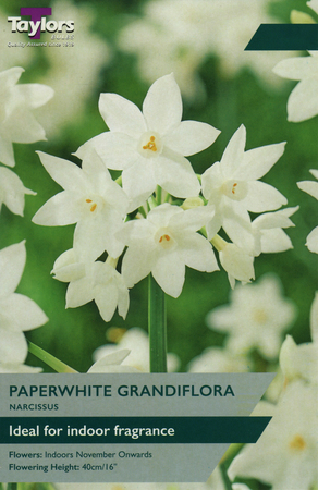 Narcissus - Paperwhite Grandiflora - 4 Bulb Pack
