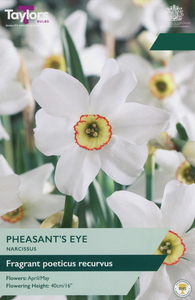 Narcissus - Pheasants Eye - 6 Bulb Pack