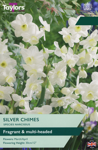 Narcissus - Silver Chimes - 6 Bulb Pack