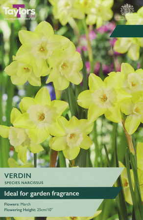 Narcissus - Verdin - 10 Bulb Pack