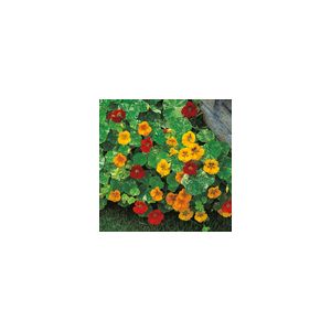 Nasturtium Alaska Mixed Kings Seeds