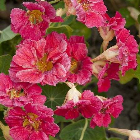 Nasturtium Cherry Rose Jewel