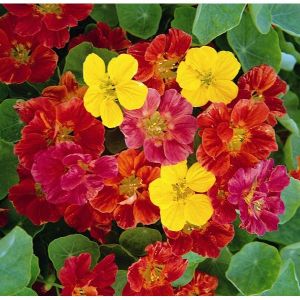 Nasturtium Jewel Mixed- Kings Seeds