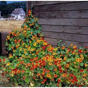 Nasturtium Tall Single Mixed Seed Packet