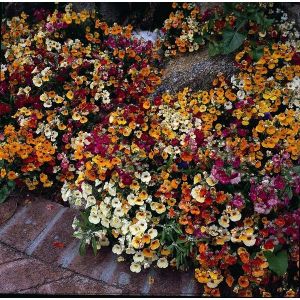 Nemesia Carnival Mixed- Kings Seeds