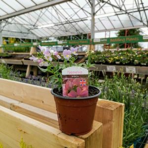 Nemesia (Trailing Basket Plant) 9Cm Pot - Various Colours - Our Selection