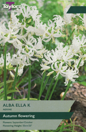 Nerine Alba Ella K 2 Bulb Pack