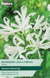 Nerine Bowdenii Like a Virgin 3 Bulb Pack