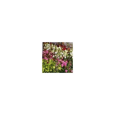 Nicotiana Perfume Mixed F1- Kings Seeds