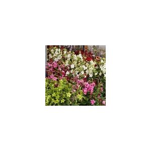 Nicotiana Perfume Mixed F1- Kings Seeds