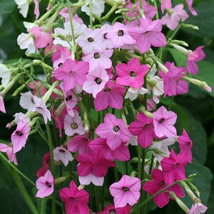Nicotiana Whispers Mixed- Kings Seeds