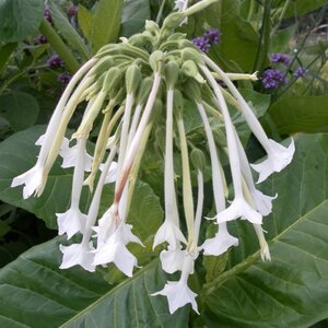 Nicotiana White Trumpets- Kings Seeds