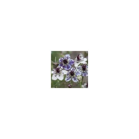 Nigella Delft Blue- Kings Seeds