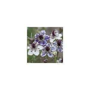 Nigella Delft Blue- Kings Seeds