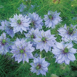 Nigella Miss Jekyll- Kings Seeds