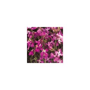 Night Scented Stock (Matthiola Bicornis)- Kings Seeds