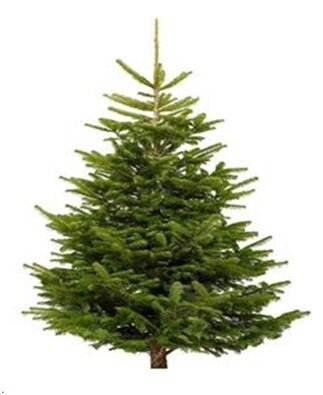 Nordman Premium Grade Tree 3.6m/4.2m (12/14ft)