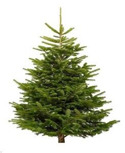 Nordman Premium Grade Tree 4.2m/4.8m (14/16ft)