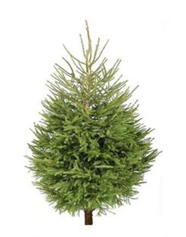 Norway Spruce Tree 1.5m/1.8m (5/6ft)