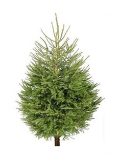 Norway Spruce Tree 1.5m/1.8m (5/6ft)