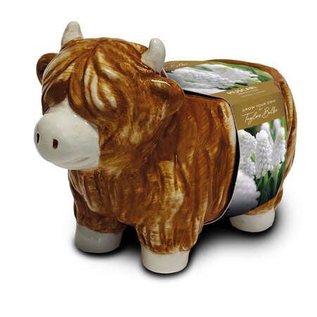 Novelty Highland Cow Muscari Planter Gift Set