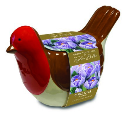 Novelty Robin Crocus Planter Gift Set