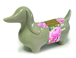 Novelty Sausage Dog Ranunculus Planter