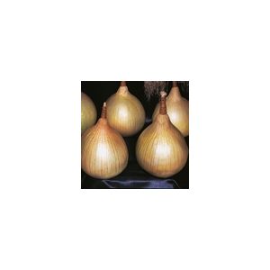 Onion Ailsa Craig Kings Seeds