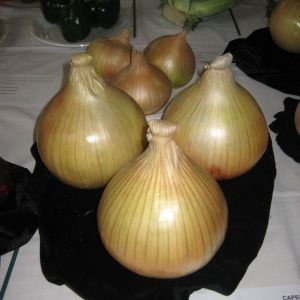 Onion Globo Kings Seeds