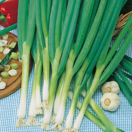 Onion Long White Ishikura Kings Seeds