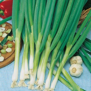 Onion Long White Ishikura Kings Seeds