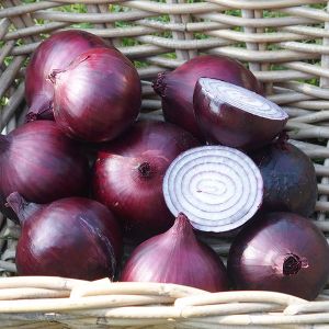 Onion Magnate F1 Kings Seeds