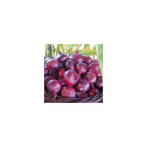 Onion North Holland Blood Red Kings Seeds