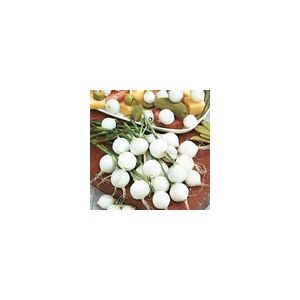 Onion Paris Silverskin Kings Seeds