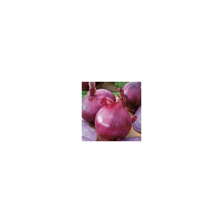 Onion Red Brunswick Kings Seeds