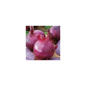 Onion Red Brunswick Kings Seeds