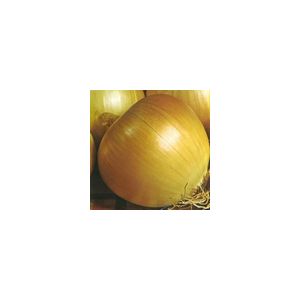 Onion Rijnsburger Kings Seeds