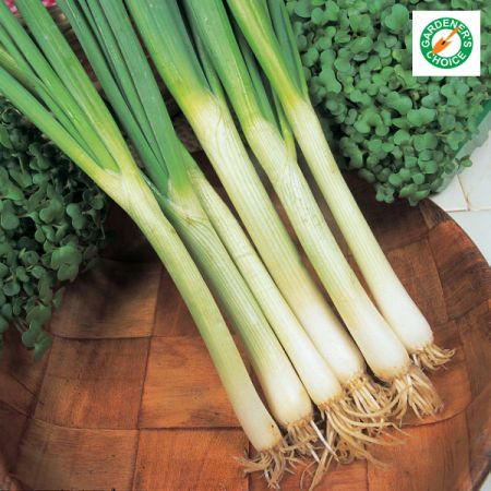 Onion Spring White Lisbon Winter Hardy Kings Seeds